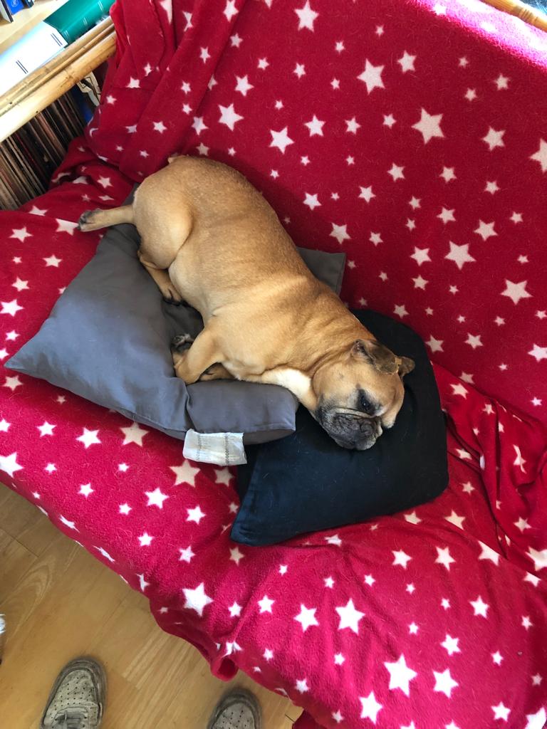 Foto van Stella, een Franse bulldog